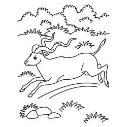 Раскраска: антилопа (Животные) #22607 - Бесплатные раскраски для печати