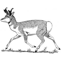 Раскраска: антилопа (Животные) #22614 - Бесплатные раскраски для печати
