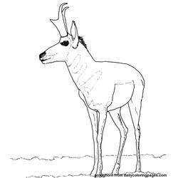 Раскраска: антилопа (Животные) #22621 - Бесплатные раскраски для печати
