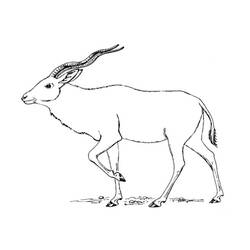 Раскраска: антилопа (Животные) #22623 - Бесплатные раскраски для печати