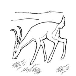 Раскраска: антилопа (Животные) #22633 - Бесплатные раскраски для печати