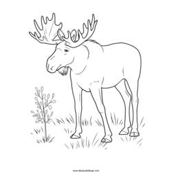 Раскраска: антилопа (Животные) #22644 - Бесплатные раскраски для печати