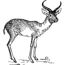 Раскраска: антилопа (Животные) #22648 - Бесплатные раскраски для печати