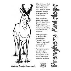 Раскраска: антилопа (Животные) #22669 - Бесплатные раскраски для печати