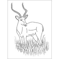Раскраски: антилопа - Бесплатные раскраски для печати