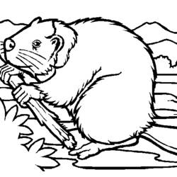 Раскраска: бобр (Животные) #1589 - Бесплатные раскраски для печати