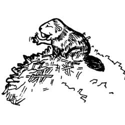 Раскраска: бобр (Животные) #1590 - Бесплатные раскраски для печати