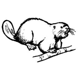 Раскраска: бобр (Животные) #1608 - Бесплатные раскраски для печати