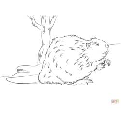 Раскраска: бобр (Животные) #1633 - Бесплатные раскраски для печати