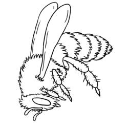 Раскраска: пчела (Животные) #141 - Бесплатные раскраски для печати