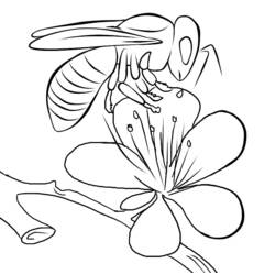 Раскраска: пчела (Животные) #83 - Бесплатные раскраски для печати
