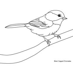 Раскраска: домашняя птица (Животные) #11845 - Бесплатные раскраски для печати