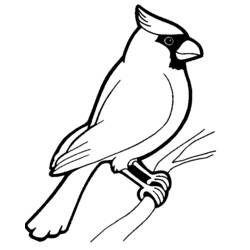 Раскраска: домашняя птица (Животные) #11846 - Бесплатные раскраски для печати