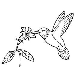 Раскраска: домашняя птица (Животные) #11852 - Бесплатные раскраски для печати
