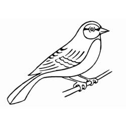 Раскраска: домашняя птица (Животные) #11861 - Бесплатные раскраски для печати
