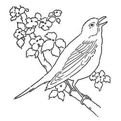 Раскраска: домашняя птица (Животные) #11883 - Бесплатные раскраски для печати