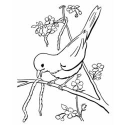 Раскраска: домашняя птица (Животные) #11885 - Бесплатные раскраски для печати