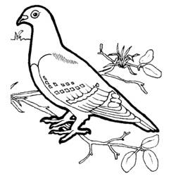Раскраска: домашняя птица (Животные) #11902 - Бесплатные раскраски для печати