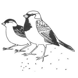 Раскраска: домашняя птица (Животные) #11903 - Бесплатные раскраски для печати
