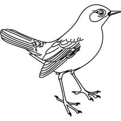Раскраска: домашняя птица (Животные) #11913 - Бесплатные раскраски для печати