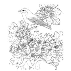 Раскраска: домашняя птица (Животные) #11916 - Бесплатные раскраски для печати