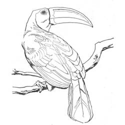 Раскраска: домашняя птица (Животные) #11919 - Бесплатные раскраски для печати