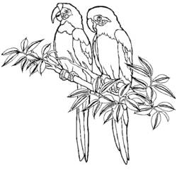 Раскраска: домашняя птица (Животные) #11927 - Бесплатные раскраски для печати