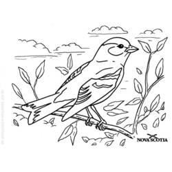 Раскраска: домашняя птица (Животные) #11936 - Бесплатные раскраски для печати
