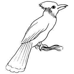 Раскраска: домашняя птица (Животные) #11947 - Бесплатные раскраски для печати