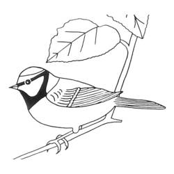 Раскраска: домашняя птица (Животные) #11960 - Бесплатные раскраски для печати