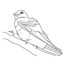 Раскраска: домашняя птица (Животные) #11962 - Бесплатные раскраски для печати
