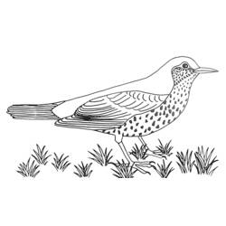 Раскраска: домашняя птица (Животные) #11973 - Бесплатные раскраски для печати