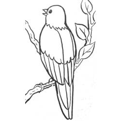 Раскраска: домашняя птица (Животные) #11976 - Бесплатные раскраски для печати
