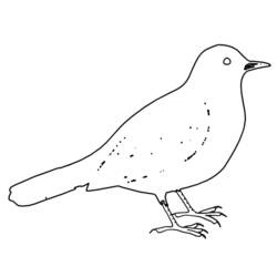 Раскраска: домашняя птица (Животные) #11977 - Бесплатные раскраски для печати