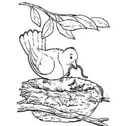 Раскраска: домашняя птица (Животные) #11997 - Бесплатные раскраски для печати