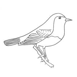 Раскраска: домашняя птица (Животные) #12021 - Бесплатные раскраски для печати