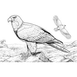 Раскраска: домашняя птица (Животные) #12051 - Бесплатные раскраски для печати
