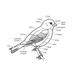 Раскраска: домашняя птица (Животные) #12055 - Бесплатные раскраски для печати