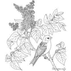 Раскраска: домашняя птица (Животные) #12066 - Бесплатные раскраски для печати