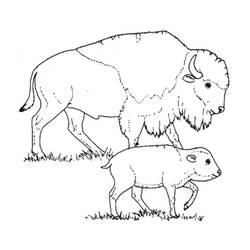 Раскраска: бизон (Животные) #1205 - Бесплатные раскраски для печати