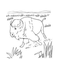 Раскраска: бизон (Животные) #1226 - Бесплатные раскраски для печати