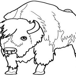 Раскраска: бизон (Животные) #1252 - Бесплатные раскраски для печати