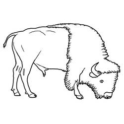 Раскраска: бизон (Животные) #1282 - Бесплатные раскраски для печати