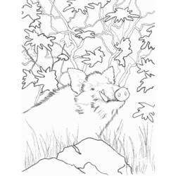 Раскраска: боров (Животные) #14661 - Бесплатные раскраски для печати