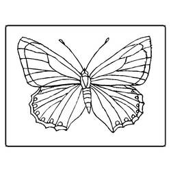 Раскраска: бабочка (Животные) #15663 - Бесплатные раскраски для печати