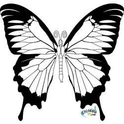 Раскраска: бабочка (Животные) #15664 - Бесплатные раскраски для печати