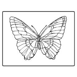 Раскраска: бабочка (Животные) #15673 - Бесплатные раскраски для печати