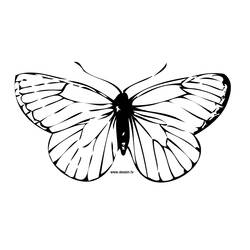 Раскраска: бабочка (Животные) #15675 - Бесплатные раскраски для печати