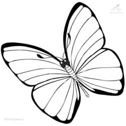 Раскраска: бабочка (Животные) #15680 - Бесплатные раскраски для печати