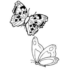 Раскраска: бабочка (Животные) #15828 - Бесплатные раскраски для печати